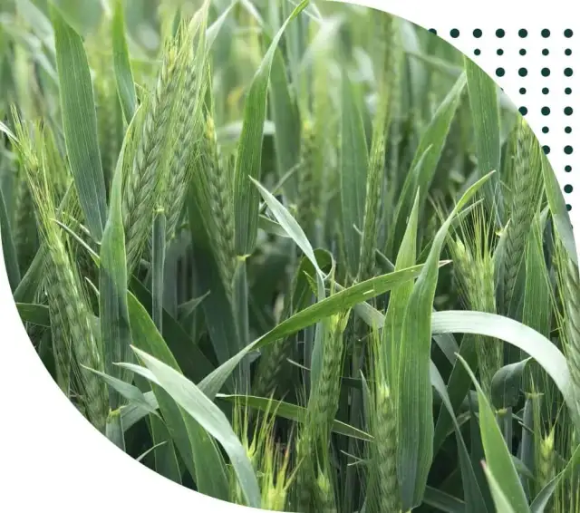 Pszenżyto jak powstało – historia, proces hodowli i korzyści z uprawy hybrydowego zboża