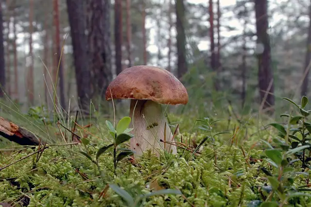 Czy są grzyby w lasach świętokrzyskich? Sprawdź, co możesz znaleźć