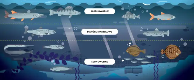 Jakie ryby występują w Bałtyku? Poznaj najważniejsze gatunki ryb