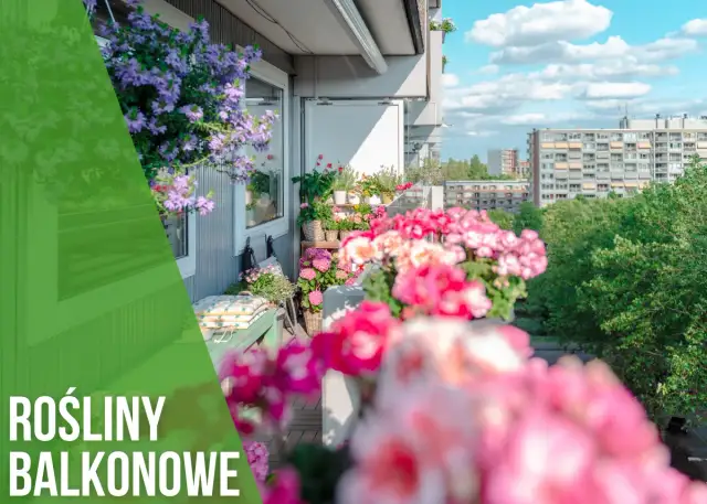 Co sadzić na balkonie, aby cieszyć się pięknem i plonami?