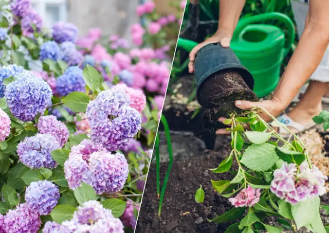 Kiedy sadzić hortensje do gruntu? Najlepsze terminy i porady