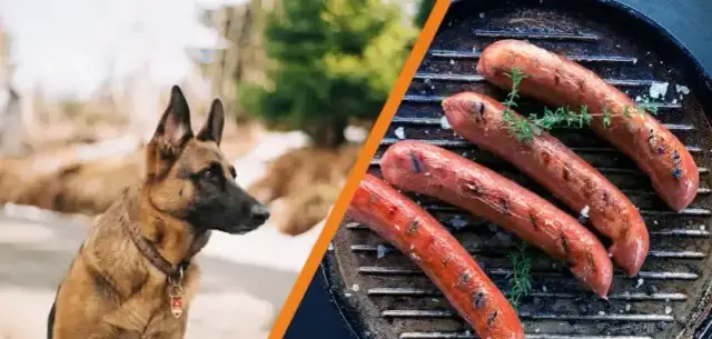 Czy pies może jeść kiełbasę? Sprawdź, co może mu zaszkodzić