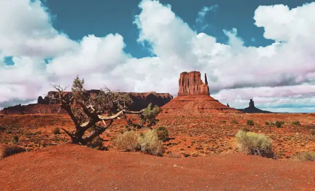 Samochody przystosowane do safari w Republice Południowej Afryki