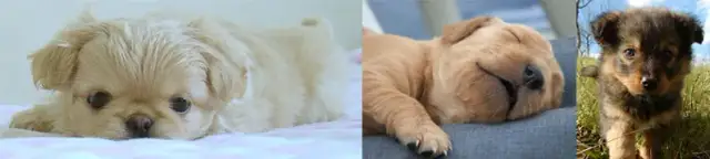 Kiedy można oddać szczeniaki, aby zapewnić im najlepszy start w życiu