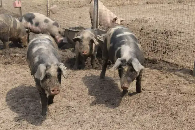 Poznaj rodzime polskie rasy świń i ich unikalne cechy hodowlane
