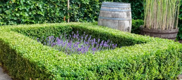 Jak sadzić bukszpan na żywopłot, by uniknąć najczęstszych błędów