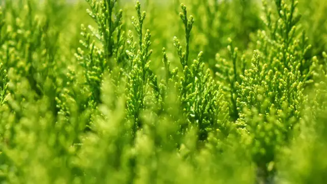 Ile nawozu sypać pod tuje, aby uzyskać zdrowe rośliny?