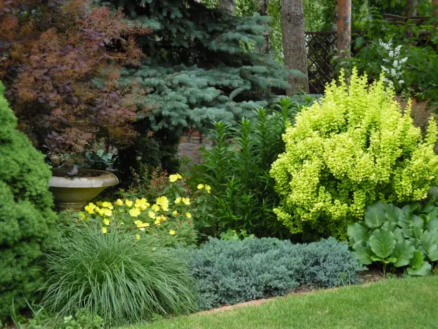 Jak łączyć berberys w ogrodzie? Proste kompozycje i praktyczne porady