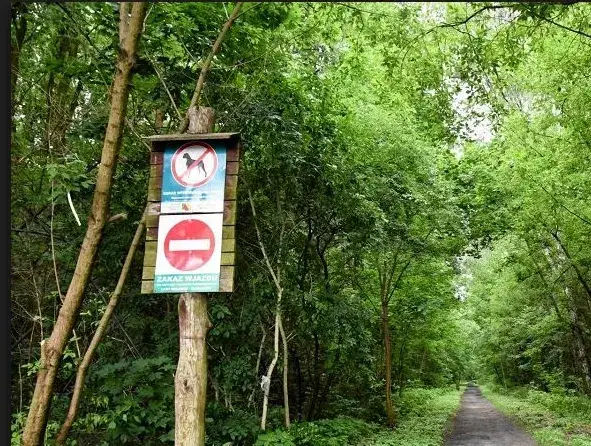 Jak należy zachować się w lesie, aby nie szkodzić naturze?