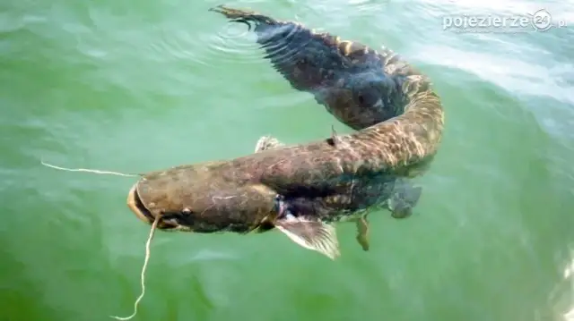 Jaką wędkę na suma z brzegu wybrać, aby nie przegapić ryby?