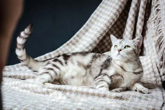 Wie lange trägt eine Katze? Wichtige Infos zur Tragzeit und Geburt