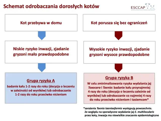 Jak często odrobaczać kota aby zapewnić mu zdrowie i bezpieczeństwo
