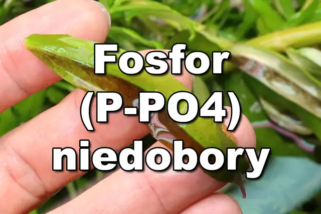 Ile PO4 w akwarium? Kluczowe poziomy dla zdrowych ryb i roślin