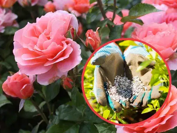 Jaki nawóz do róż pnących? Odkryj najlepsze rozwiązania dla zdrowia roślin