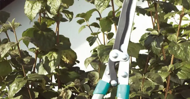 Czym smarować nożyce do żywopłotu, aby uniknąć ich uszkodzenia?