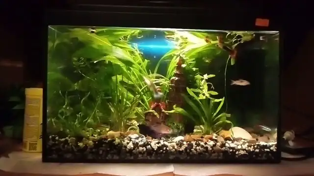 Co można trzymać w akwarium? Odkryj najlepsze organizmy i ich potrzeby