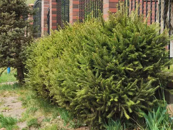 Jakie odstępy przy sadzeniu świerka serbskiego w żywopłocie?