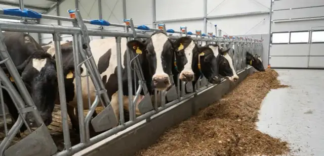 Drożdże dla krowy: korzyści i zastosowanie w hodowli bydła