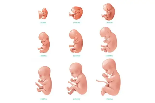 Jak wygląda dziecko w 5 miesiącu ciąży? Fascynujący rozwój płodu