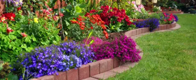Kwiaty przy płocie: jak wybrać i posadzić dla pięknego ogrodu
