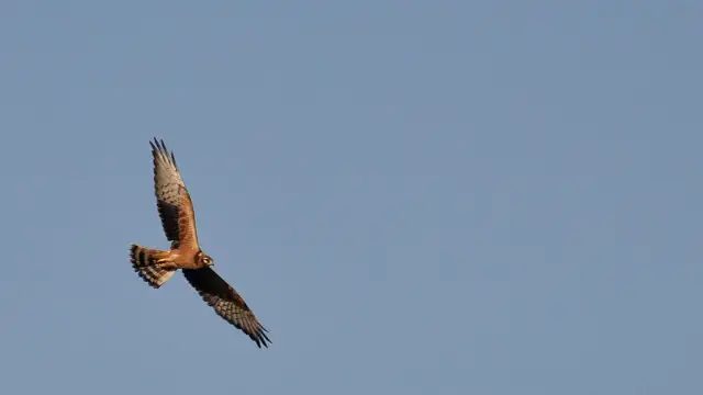 Ile gatunków ptaków żyje w Polsce? Zaskakujące liczby i fakty