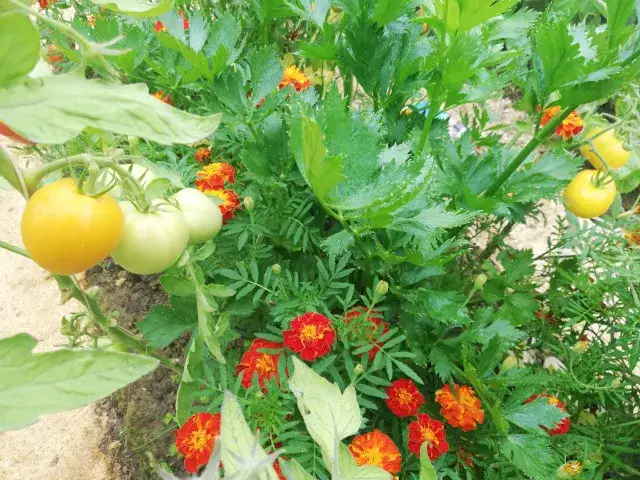 Co sadzić w szklarni obok pomidorów, aby uniknąć błędów w uprawie?