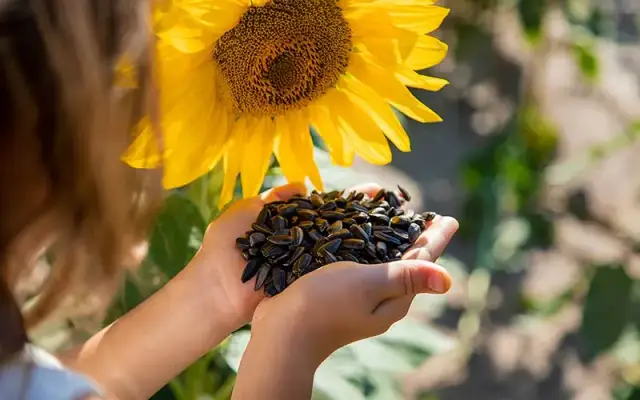 Cuándo se planta los girasoles para lograr una cosecha abundante