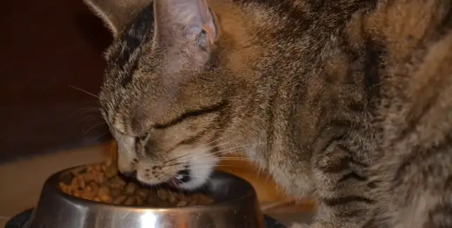 Karma dla kotów sterylizowanych - co musisz wiedzieć o różnicach