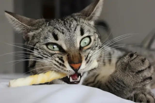 Czy koty mogą jeść kości? Oto prawda o ich bezpieczeństwie