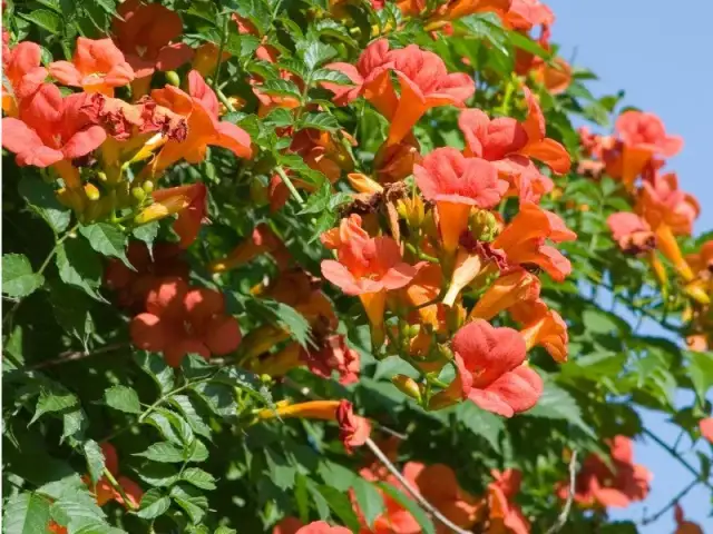 Dlaczego milin nie kwitnie? Odkryj przyczyny i rozwiązania