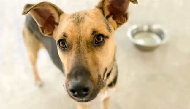 Ile jedzenia dla psa? Odpowiednia porcja na zdrowie i energię