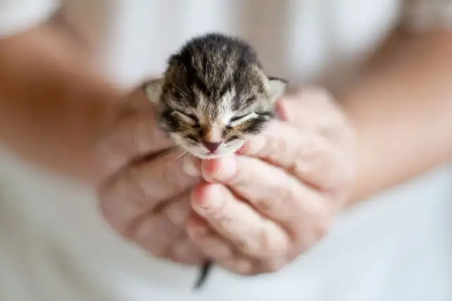 Po jakim czasie kotki otwierają oczy? Sprawdź, co musisz wiedzieć