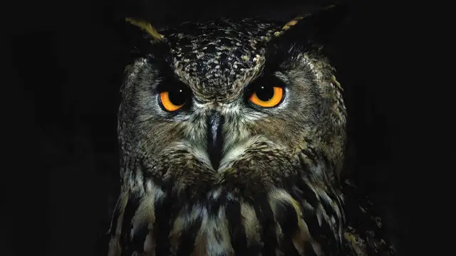 Symbol sowy znaczenie: Od mądrości po śmierć w kulturach świata