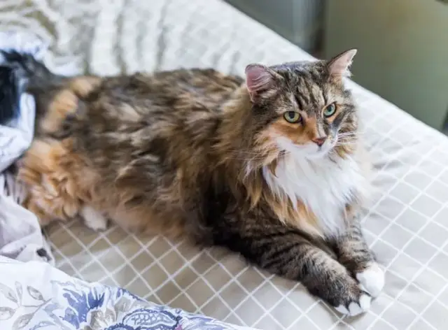 Wie viel kosten Maine Coon Katzen? Die versteckten Kosten und Faktoren