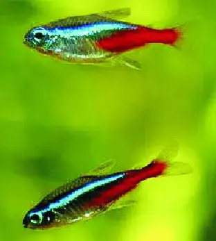 Czy neonki się rozmnażają? Odkryj trudności i idealne warunki