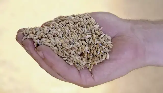 Skuteczne zwalczanie rozkruszka w zbożu - kompletny poradnik dla rolników