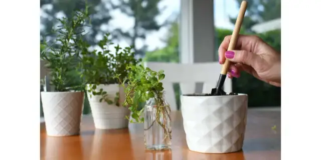 Jak zrobić drenaż w doniczce, aby uniknąć gnicia korzeni roślin