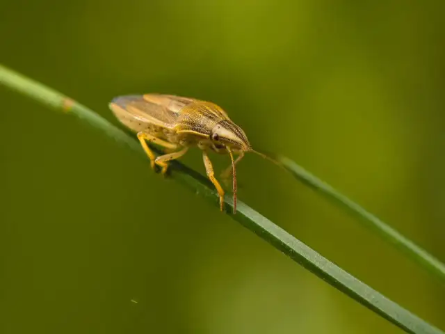 Szkodniki w zbożu: Skuteczne metody zwalczania i ochrony plonów
