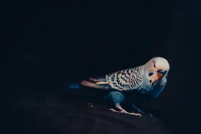 Jak rozpoznać wiek papugi falistej - kluczowe cechy i wskazówki