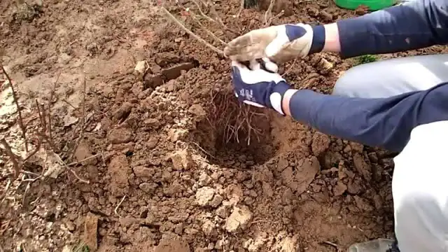 Jak gęsto sadzić róże wielkokwiatowe, aby uniknąć błędów w ogrodzie