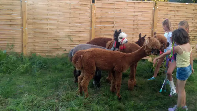 Zajęcia z alpakami - jak pomogą Twojemu dziecku w rozwoju?