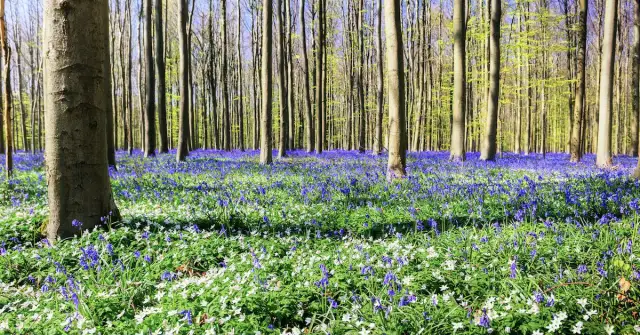 Jakie rośliny kwitną wiosną w lesie? Odkryj piękno natury