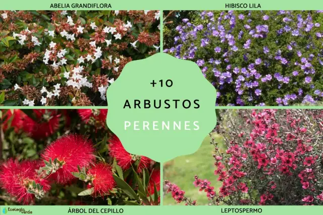 Todo lo que necesitas saber sobre el arbusto perenne y su cuidado