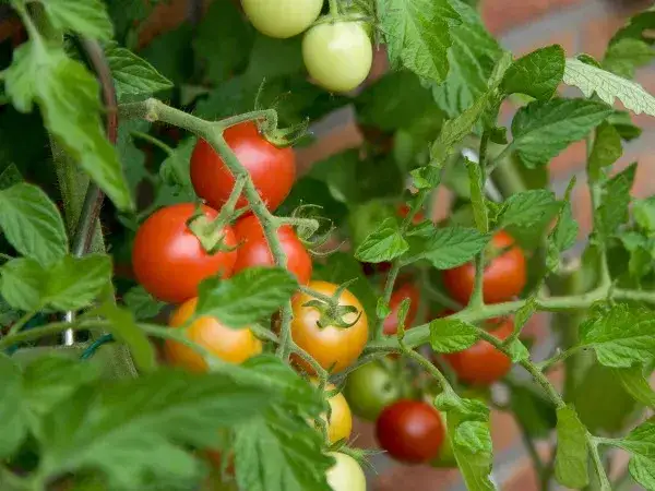 W czym sadzić pomidory na balkonie, aby uniknąć niepowodzeń?