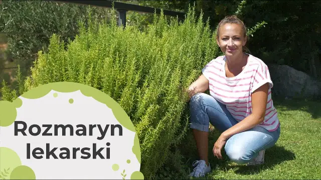 Jak uprawiać rozmaryn w Polsce - sekrety udanej uprawy i pielęgnacji