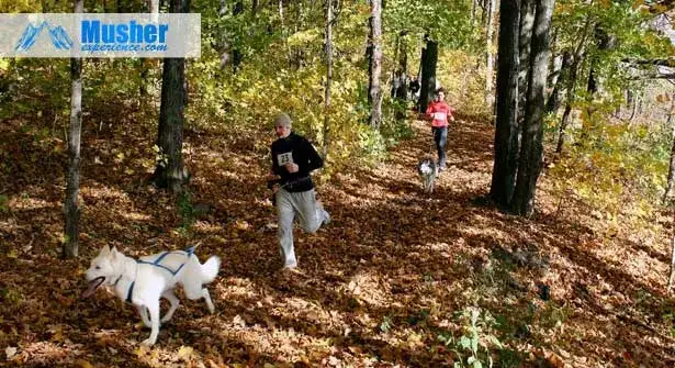 La meilleure ceinture footing chien pour des courses confortables et sûres