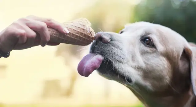 Czy pies może jeść lody? Poznaj niebezpieczeństwa i bezpieczne alternatywy