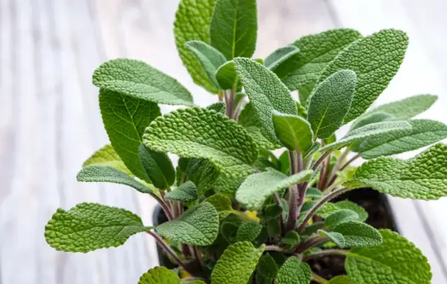 Czy szałwia szkodzi niemowlakowi? Uważaj na te niebezpieczeństwa