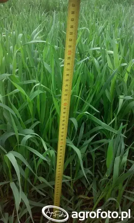 Jaki nawóz na żyto wiosną? Kompletny poradnik dla rolników