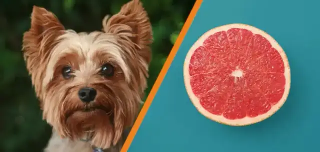 Uwaga! Czy pies może jeść grapefruit? To musisz wiedzieć o cytrusach